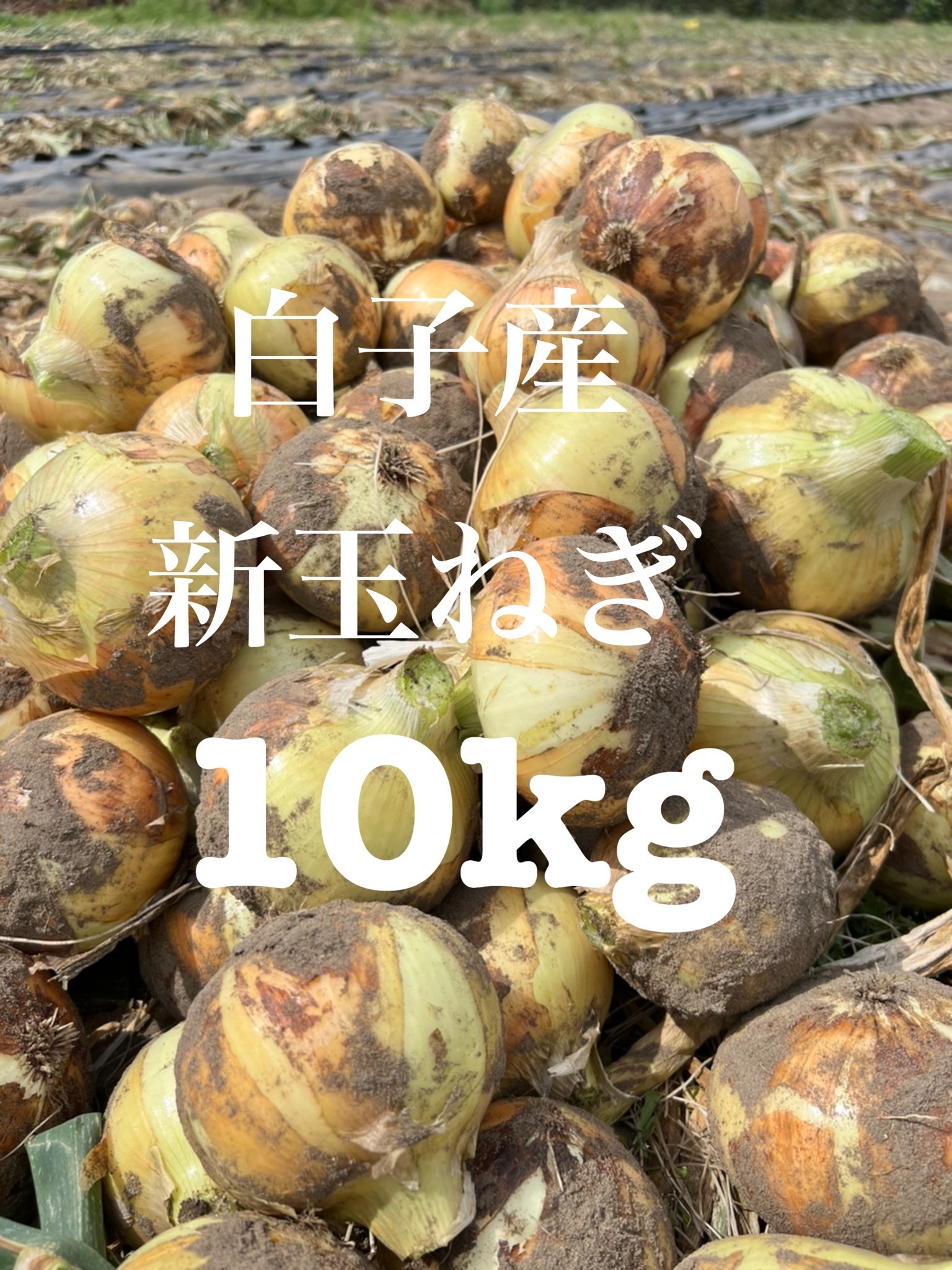 5月初旬〜発送 千葉県 白子町産 新玉ねぎ 10kg ｜玉ねぎの商品