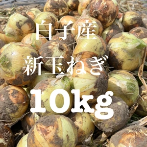 千葉県　白子町産　新玉ねぎ　10kg 4月下旬から5月上旬発送