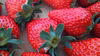 冷凍いちご1-2kg(5kg、10kg要相談)
