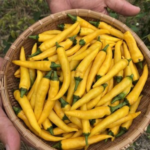 生唐辛子 品種 朝天 ５００g 農家漁師から産地直送の通販 ポケットマルシェ