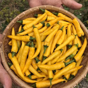 『常温発送』生唐辛子　品種『黄唐辛子』　５００g