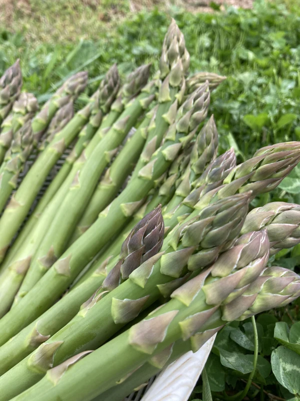 GW前後発送品！！野原と花のアスパラガス驚きの太めサイズ 1kg ｜野菜