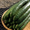 【個包装】苦味のない甘いきゅうり18本／日時指定OK
