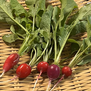 『高野山麓精進野菜』二十日大根(ラディッシュ)