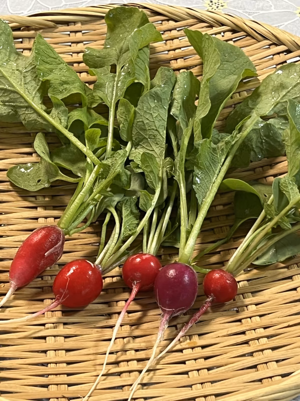 『高野山麓精進野菜』二十日大根(ラディッシュ)