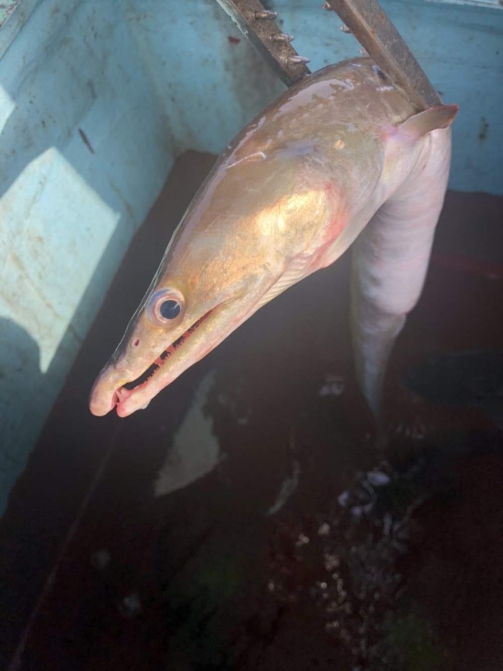 食べる旬報 掲載企画 夏だ ハモだー 丸1本売り 農家漁師から産地直送の通販 ポケットマルシェ