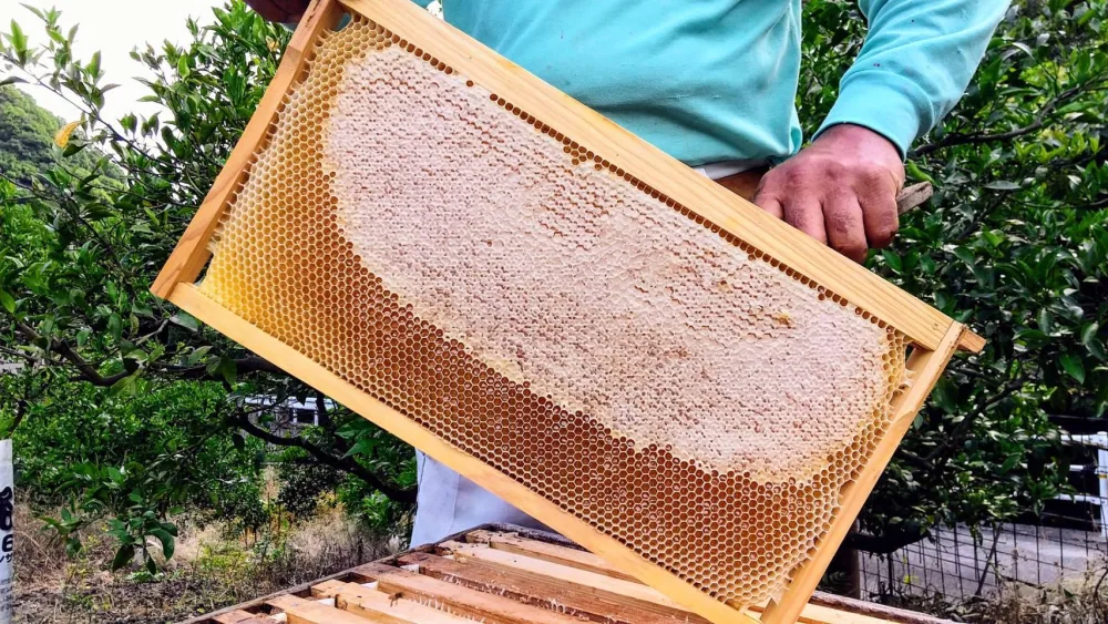 非加熱、純粋はちみつ】希少蜂蜜 みかん蜜600g×3本 1800g-