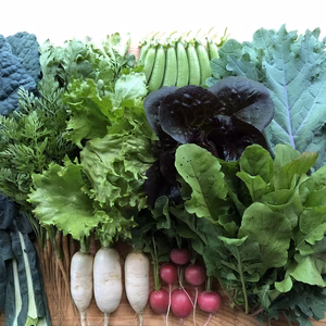 固定種の野菜セット【月２回定期クール便】