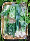 [月1回定期発送、冷蔵便]鴨さんの旬を届ける野菜セット