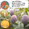 【送料込】【冷凍】規格外冷凍マンゴー｜沖縄産｜フードレスキュー