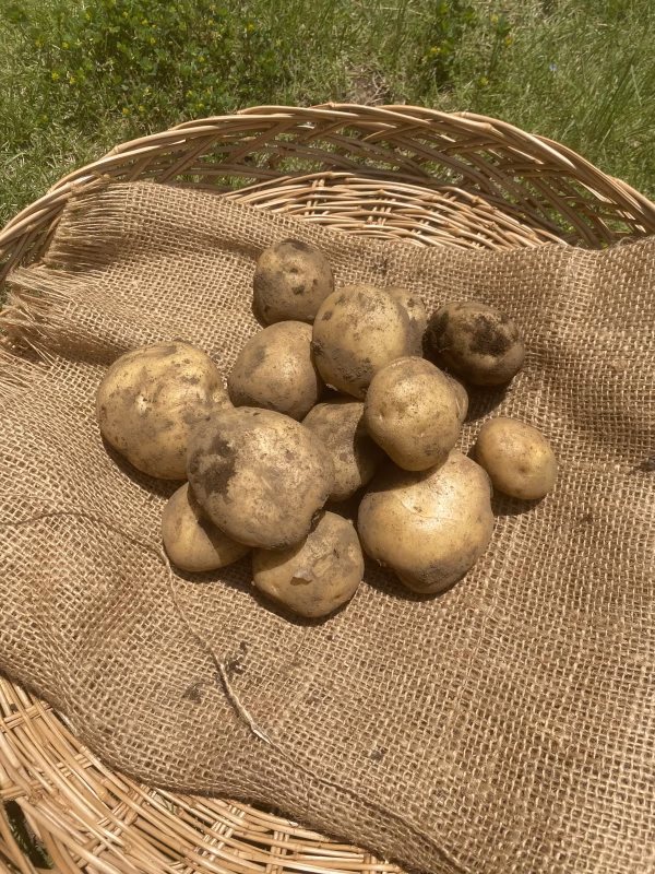 農薬、化学肥料不使用！新じゃが