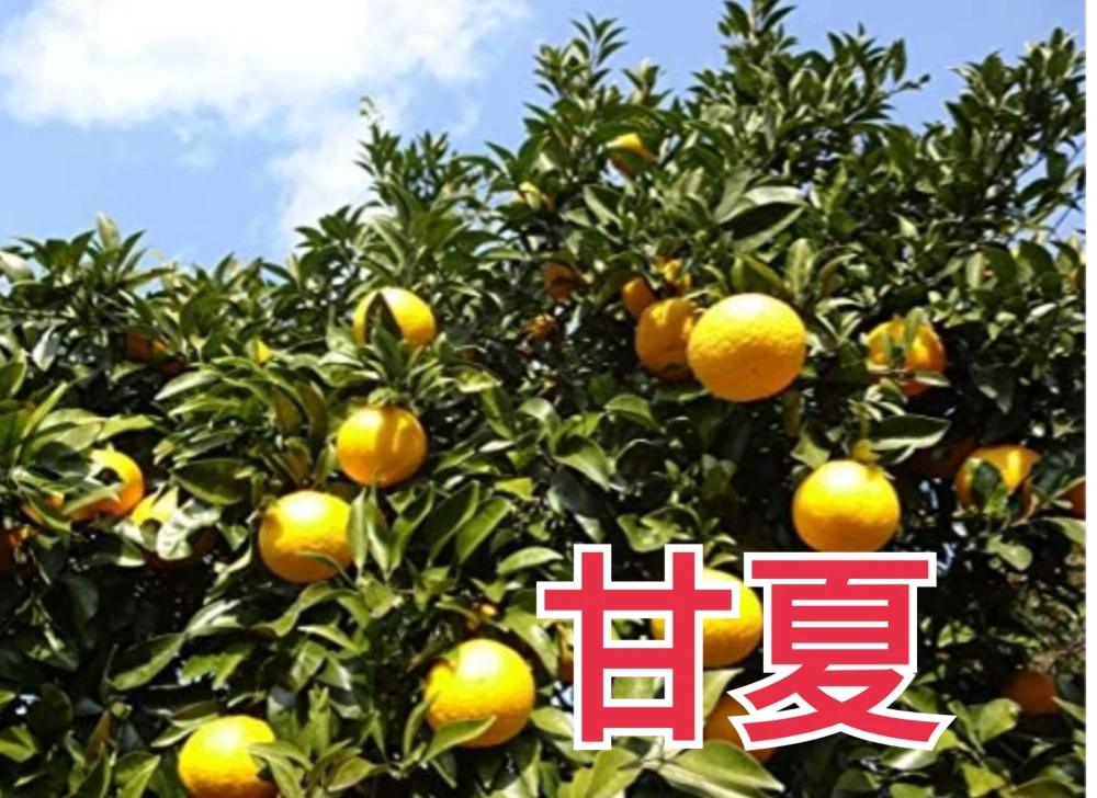 レモネード付】感謝セール❢6種の柑橘セット合計4kg（箱込み）と選ぶ豪華セット
