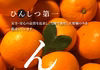 【紅プリンセスと同品種】プリンセス（甘平とまどんなの新品種）2kg~