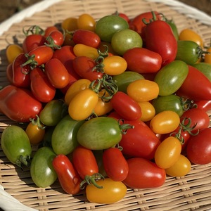 《見た目も可愛い♪》1kg ミニトマト６～８種食べ比べセット