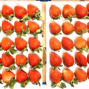 【★超特急★20玉/2L】青森県下北産　夏秋いちご「赤い妖精」【業務用】