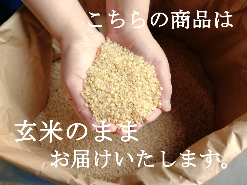 【新米】《玄米》信州産 農薬不使用米 こしひかり 令和5年産