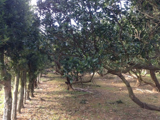 隣のポンカン