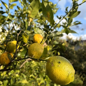 訳ありレモン　傷があっても美味しいです！！
