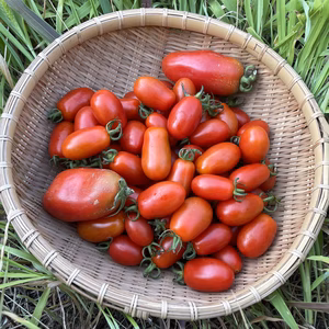 【無農薬・無肥料】イタリアントマト（ロッソナポリタン、シシリアンルージュ）