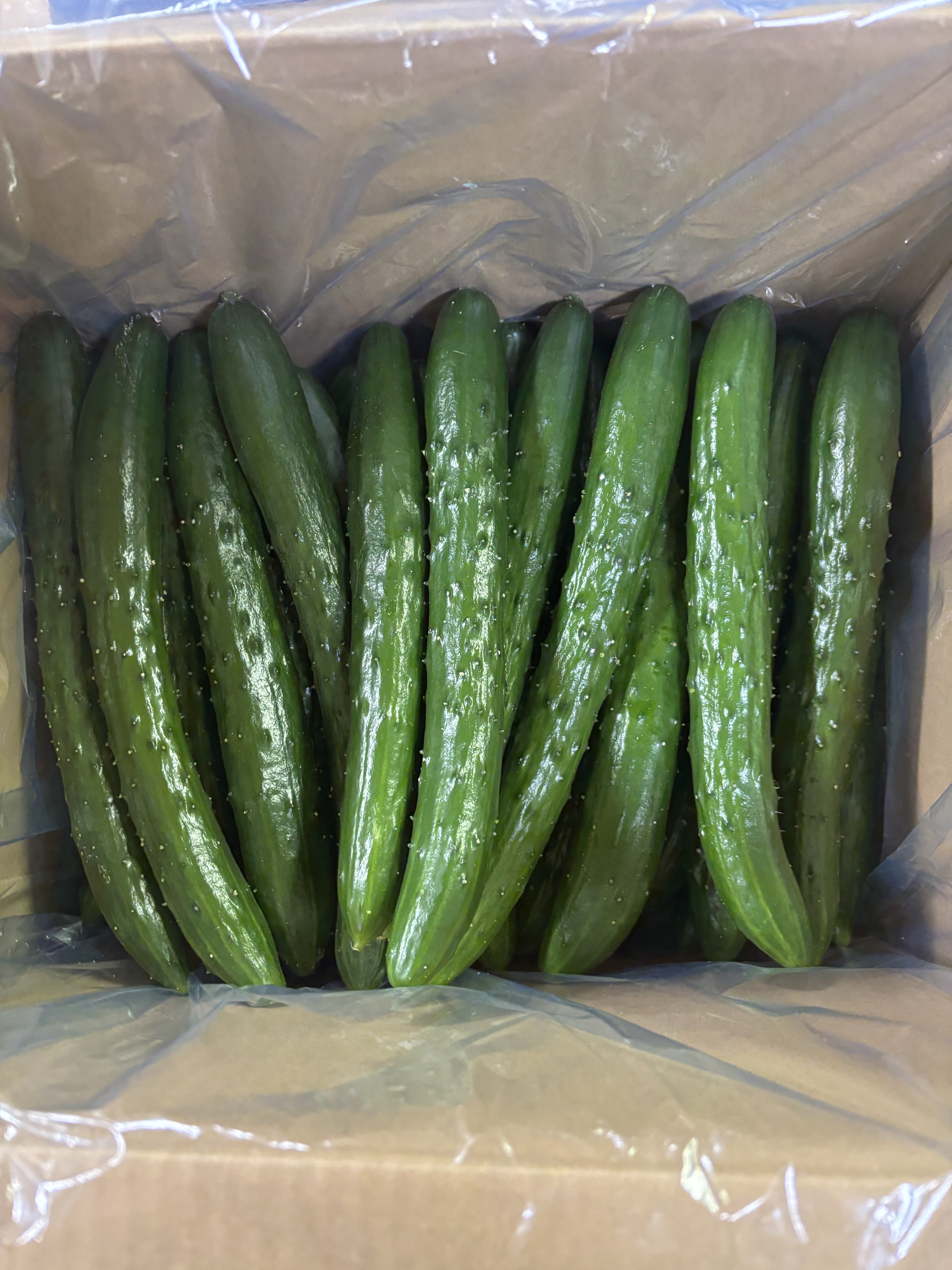 福島県産】ほんだのきゅうり5kg｜きゅうりの商品詳細｜ポケット