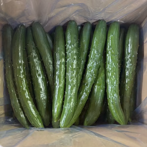 【福島県産】ほんだのきゅうり5kg