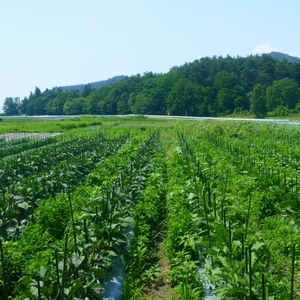 夏だ！祭りだ！パワフル野菜セット7品目~/農薬・化学肥料・不使用