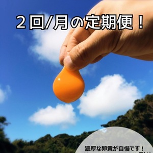 定期便！卵黄トローリ‼　濃厚自慢の名古屋コーチン卵36個入‼
