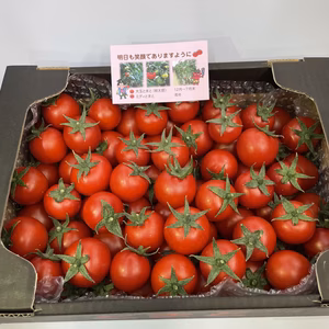 【期間限定‼️】一度食べてみて❣️フルーツミディトマト