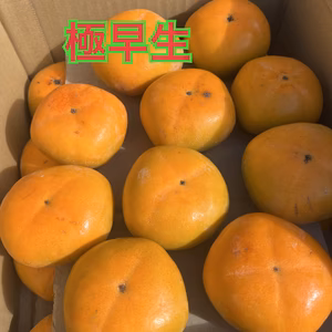 極早生柿『家庭用』5kg(25〜30個)