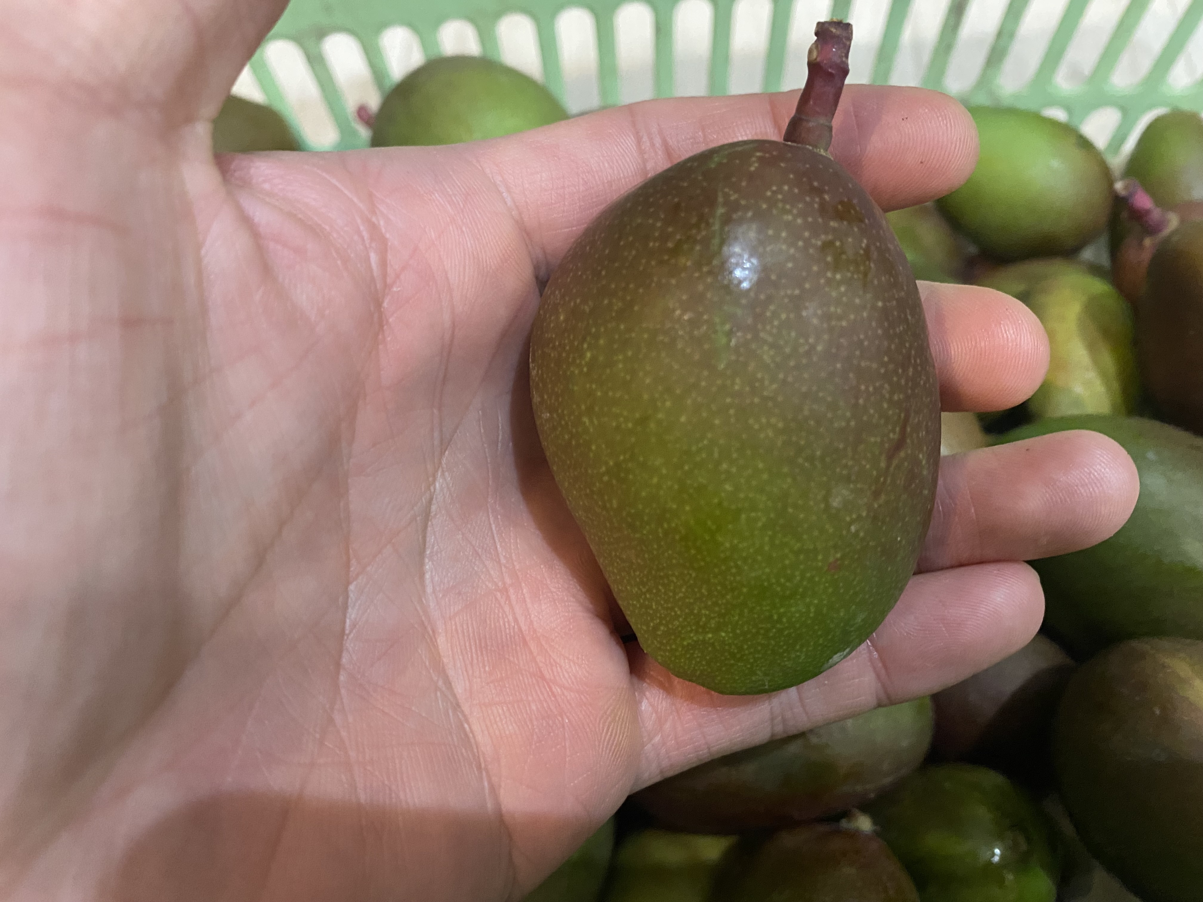 産地直送〉沖縄県産 摘果マンゴー 3Kg (100g以上)｜マンゴーの商品詳細