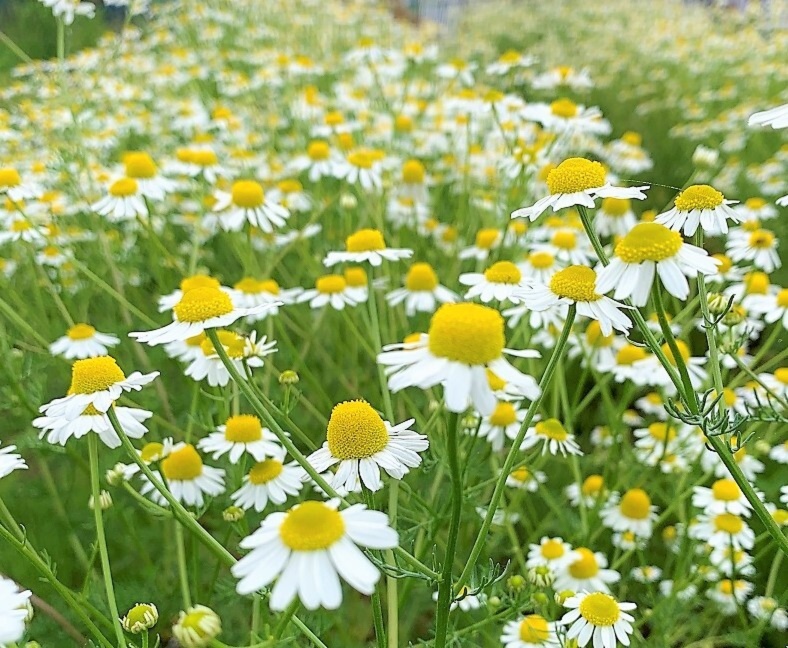 お試しbox 朝昼夜 時を感じるハーブティセット 農家漁師から産地直送の通販 ポケットマルシェ