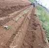 【農家直送】収穫から6時間以内の新鮮ブロッコリー 