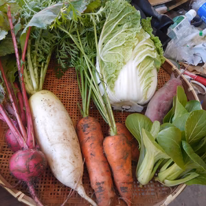 有機JAS認定　旬の野菜セット