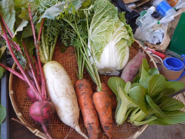 有機JAS認定　旬の野菜セット