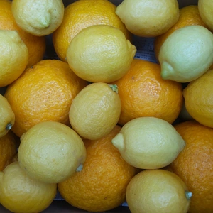  柑橘二種セット 甘夏とレモン 合計9kg 