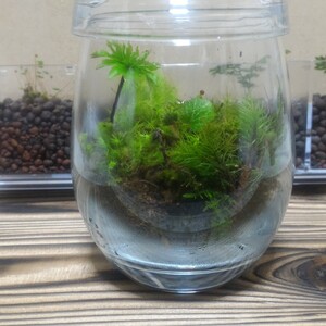 【たまご型】【苔テラリウム】【手のひらサイズ高さ約10cm（蓋使用時13cm）ガ