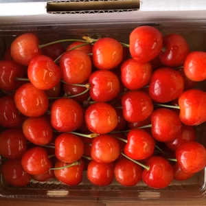 【減農薬】朝採り★さくらんぼ 佐藤錦 山形県 500g〜 ギフトにも