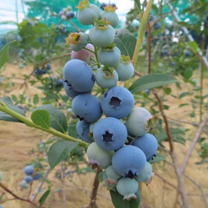 6月中旬以降発送☆早生系完熟ブルーベリー☆ミックス500g