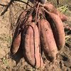 <メール便＞　さつまいも【苗】べにはるか　茨城県産　＜5月中旬～発送＞