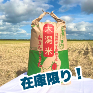 《家計応援》白米26㎏・玄米30㎏◆優しい甘みの 秋田県産あきたこまち◆一等米