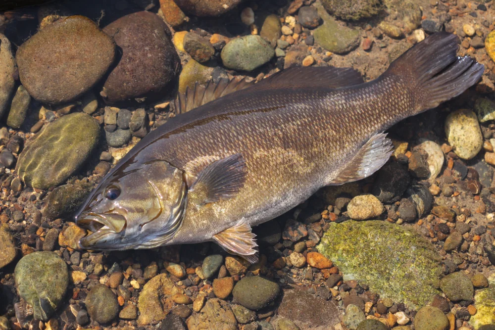 北関東の清流「那珂川産 コクチバス（未利用魚）」【真空冷凍】（約