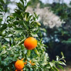 【熱海産♨️農薬化学肥料不使用】熱海特産ビターオレンジ（橙/ダイダイ）