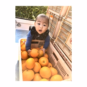 新春 家庭用 宮内伊予柑4kg 1800 送料一律 いよかん みかん