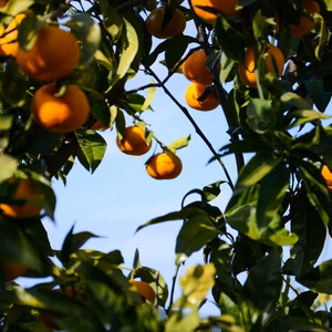 年を重ねたまろやかな味わい◇樹齢48年古樹みかん（興津早生・小玉中心の大小混合）