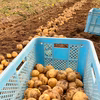 【北海道産】皮まで美味しい★新じゃがいも【とうや】