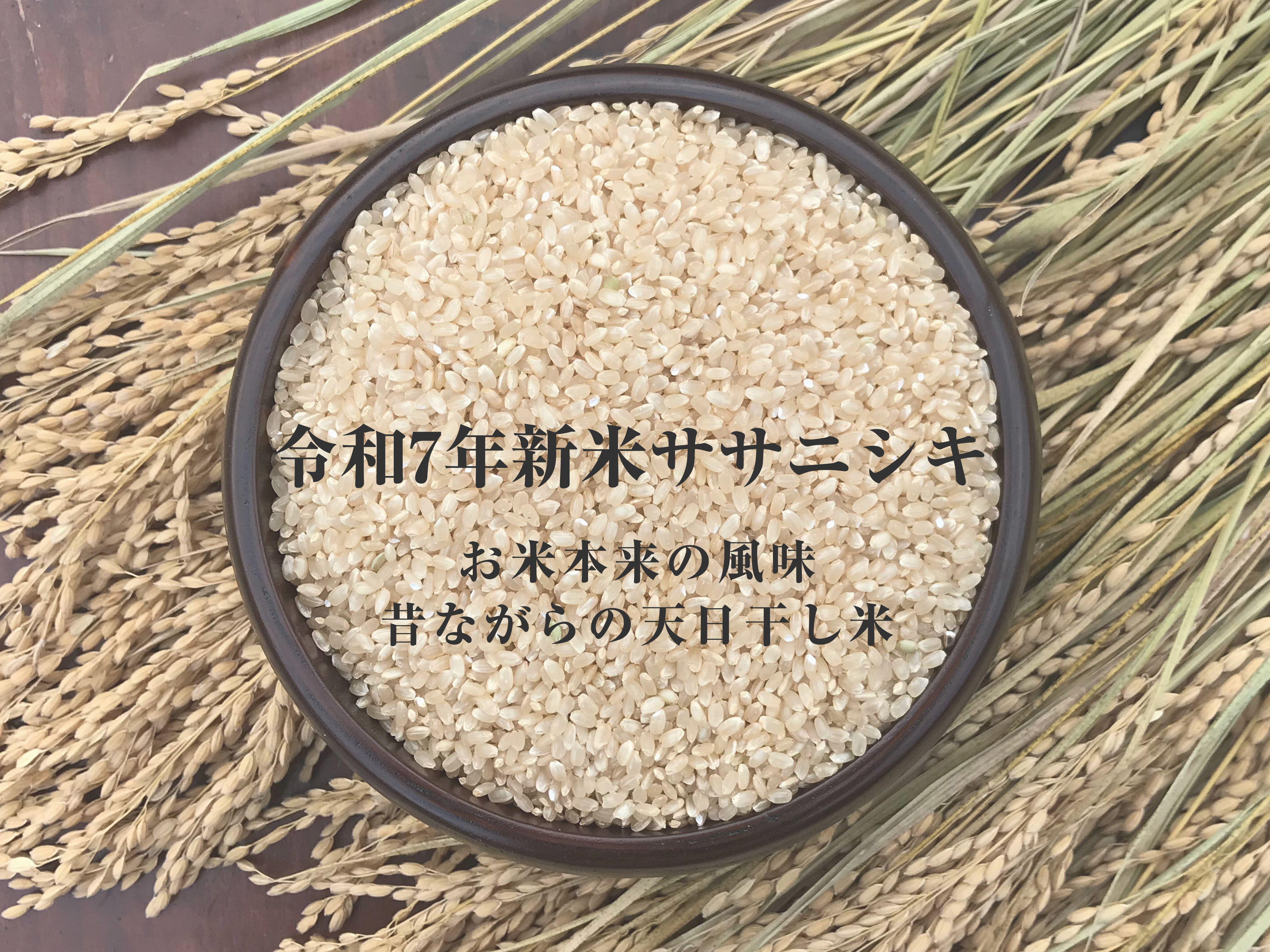 令和7年度 新米 岩手県産 ササニシキ 玄米 10Kg 稲架掛米（天