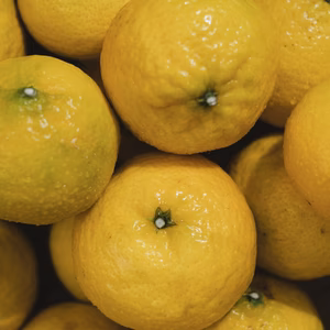 【訳ありだけど美味しさそのまま】媛小春 愛媛県産