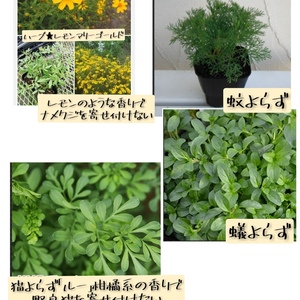 ハイブリッドゼラニウム カリオペ ローズスプラッシュ 大鉢2鉢セット 農家漁師から産地直送の通販 ポケットマルシェ