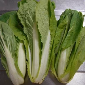 幻の冬野菜　ふくたち　秋田県内流通　伝統野菜　おひたし　胡麻和え　雪国