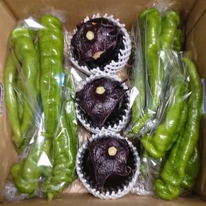 京野菜の２大巨頭　「旬鮮」～万願寺とうがらし+賀茂なす～
